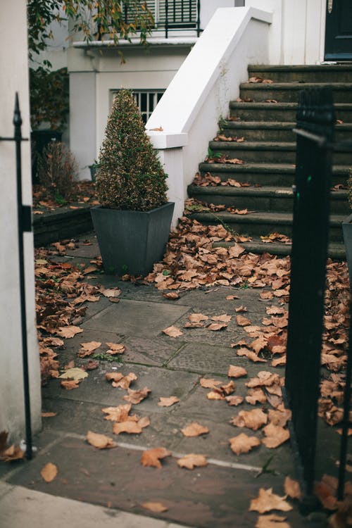 STEPS LEAVES